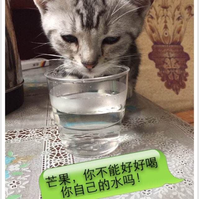 加州ID假的多少钱
